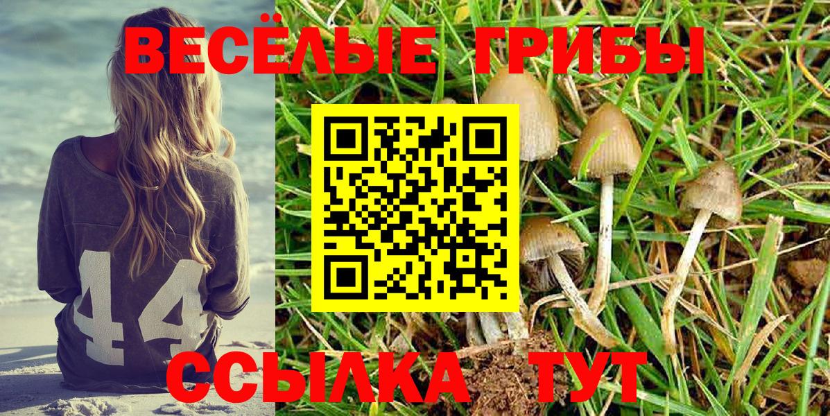 Галлюциногенные грибы Psilocybe  Вход с VPN  Выкса 